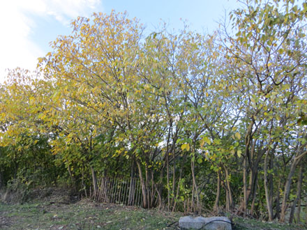 Tractament per a l’eliminació de la morera de paper (planta invasora). Novembre 2013