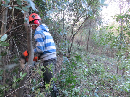 Treballs de selecció de tanys, poda baixa i eliminació de restes en alzinar procedent de regeneració natural. Novembre 2013