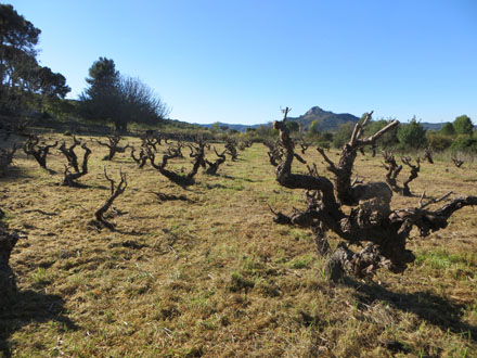 Estat final de vinya abandonada després dels treballs de millora. Novembre 2013