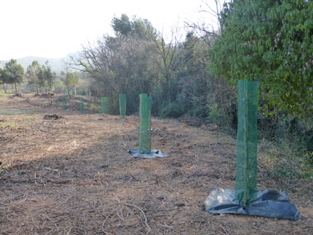 Plantació de cirerers i altres planifolis en el límit entre els espais oberts i el torrent per augmentar la biodiversitat arbòria. Febrer 2014