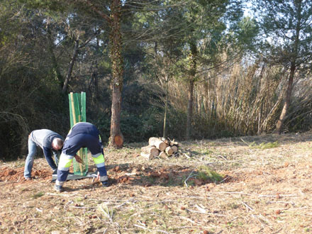 Plantació de cirerers i altres planifolis amb protectors per a la fauna silvestre i els ramats d’ovelles i cabres. Febrer 2014