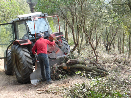 Desembosc de llenya procedent de l’aclarida de millora del bosc mixt de pi pinyer i alzina. Març 2014