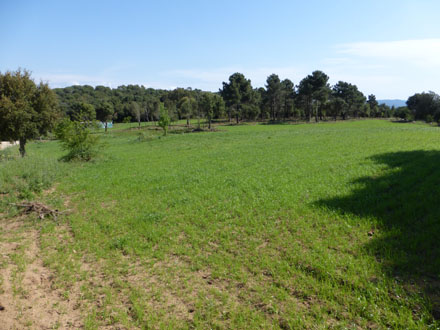 Sembra emergent d’herbàcies pratenses als voltants de Sant Bartomeu de Cabanyes. Abril 2014