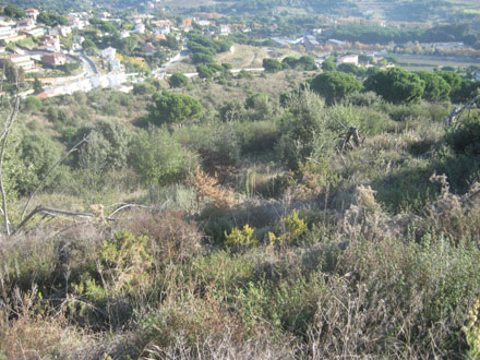 Estat inicial de la creació de zona adevesada, amb matollar arbrat procedent de regeneració natural després d’un incendi forestal. Juny 2013