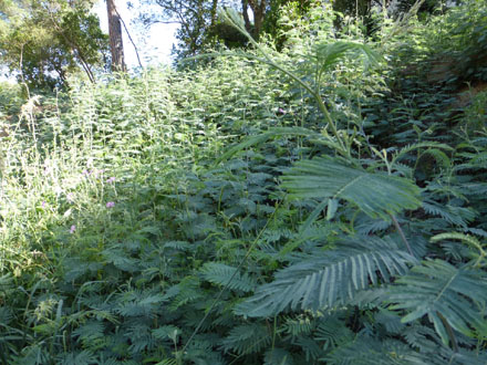 Rebrotada de mimosa a punt de ser tractada per controlar el seu caràcter invasor. Juny 2014