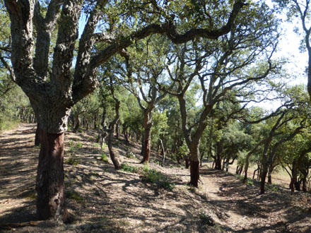 Treballs de millora forestal en sureda al perímetre d’un camp. Març 2014