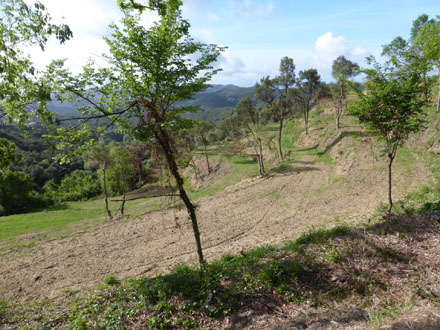 Recuperació de pastures amb eliminació de la vegetació i sembra a Sant Iscle de Vallalta. Abril 2014