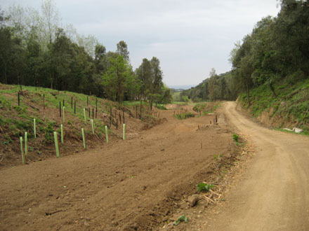 Sembra de pastures i plantació d’espècies autòctones a les ribes de la Riera. Març 2013