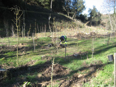 Plantació complementària d’espècies autòctones de ribera a la Riera de Pineda. Març 2013