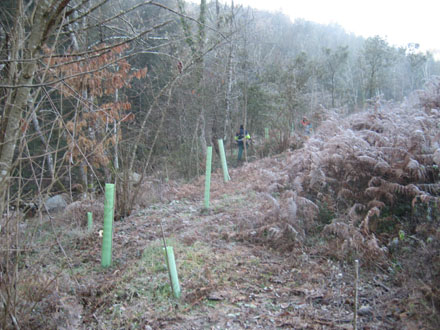 Plantació complementària a la Riera de Fuirosos. Febrer 2013