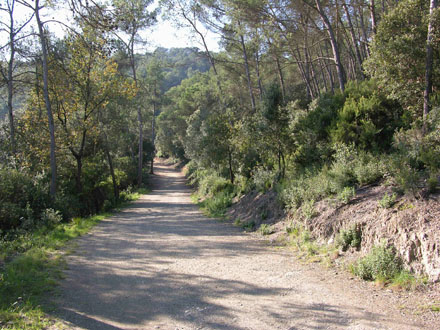 Estat inicial de la franja de protecció d’incendis forestals. Octubre 2013