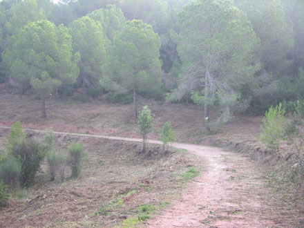 Estat final de la franja de protecció, amb discontinuïtat vertical del combustible. Març 2014