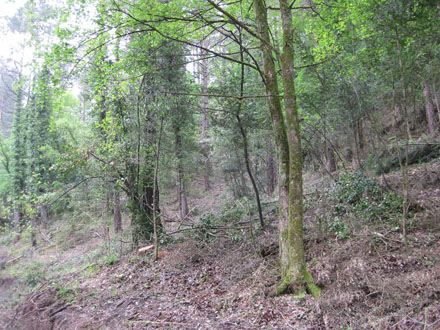 Estat final del bosc després dels treballs de millora forestal. Juny 2013