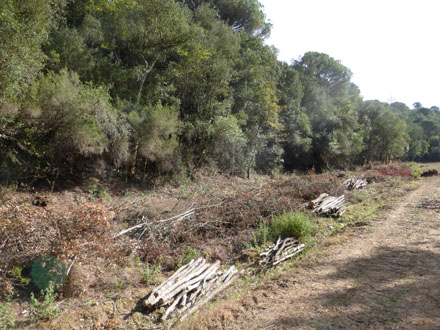 Tallada perimetral del bosc que ha invaït les pastures per tal d’obrir-les. Octubre 2014 