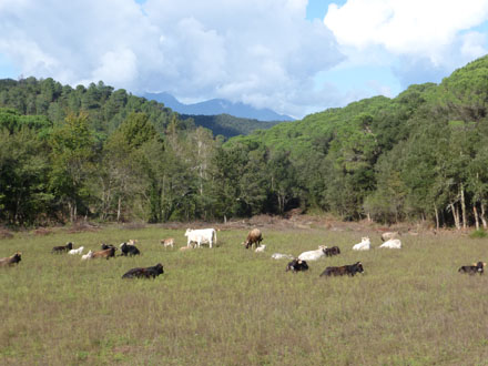 Visió general d’una de les pastures a millorar a la Vall de Fuirosos. Octubre 2014