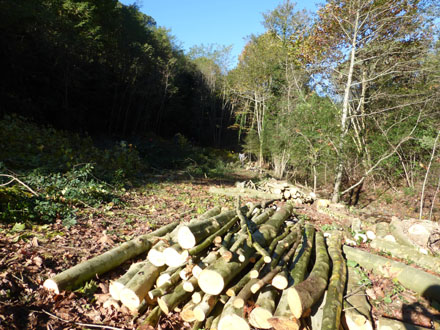 Tallada de la plantació de plàtans situada entre la pastura i el bosc de ribera. Octubre 2014