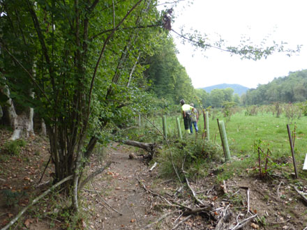 Plantació en bosc de ribera amb espècies pròpies a fer el manteniment. Setembre 2014 