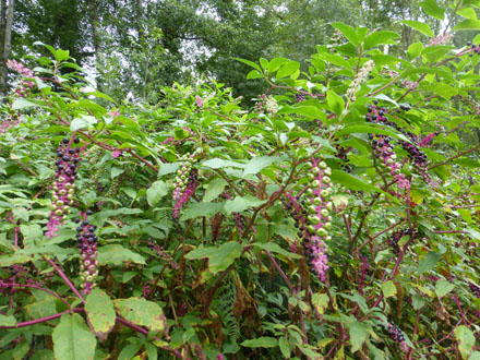 Detall d’una espècie invasora (Phytolacca americana) que ha aparescut a les pastures recuperades l’any anterior. Setembre 2014