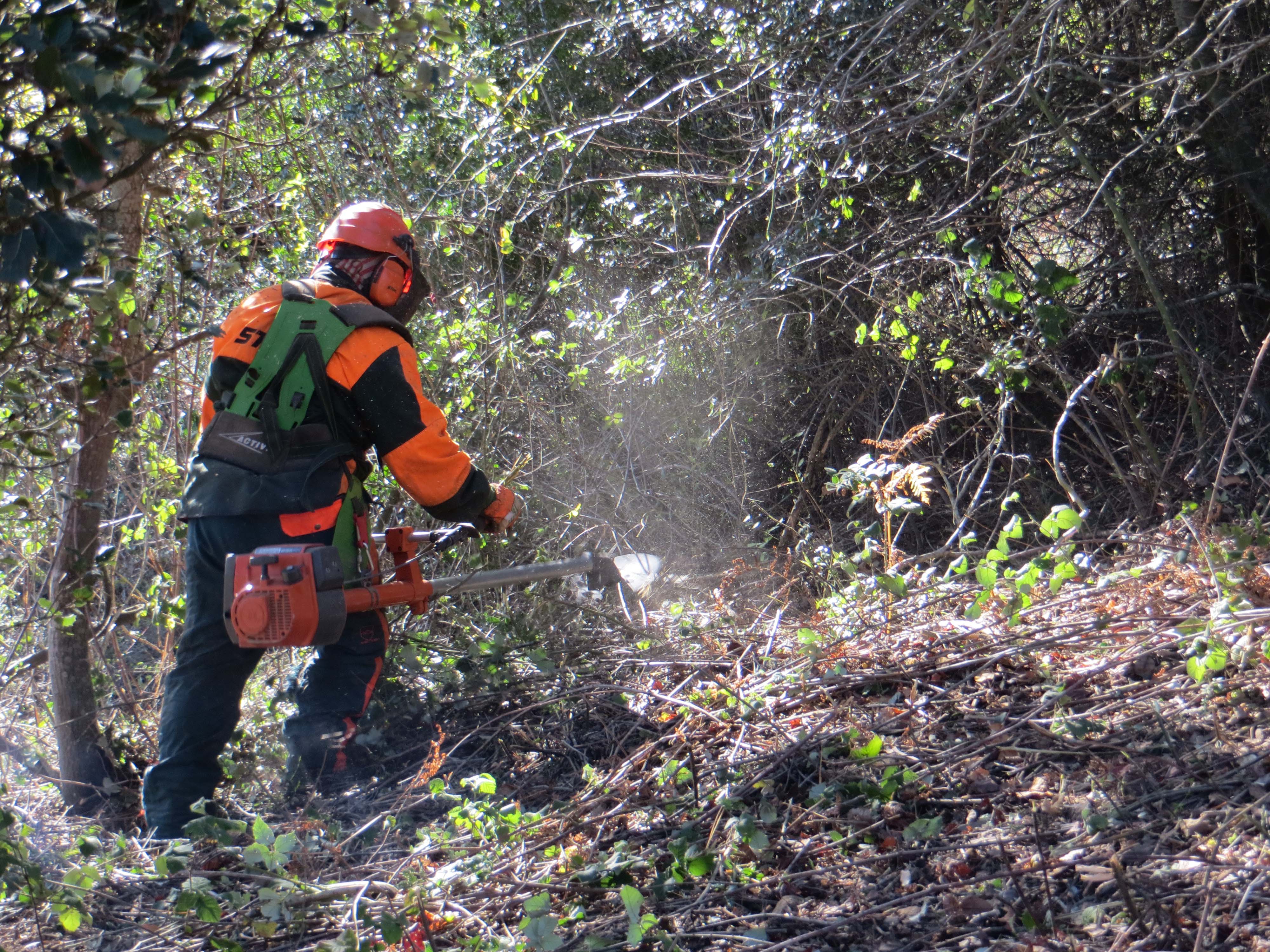 Treballs d’estassada manual amb motodesbrossadora per eliminar el matollar. Novembre 2015