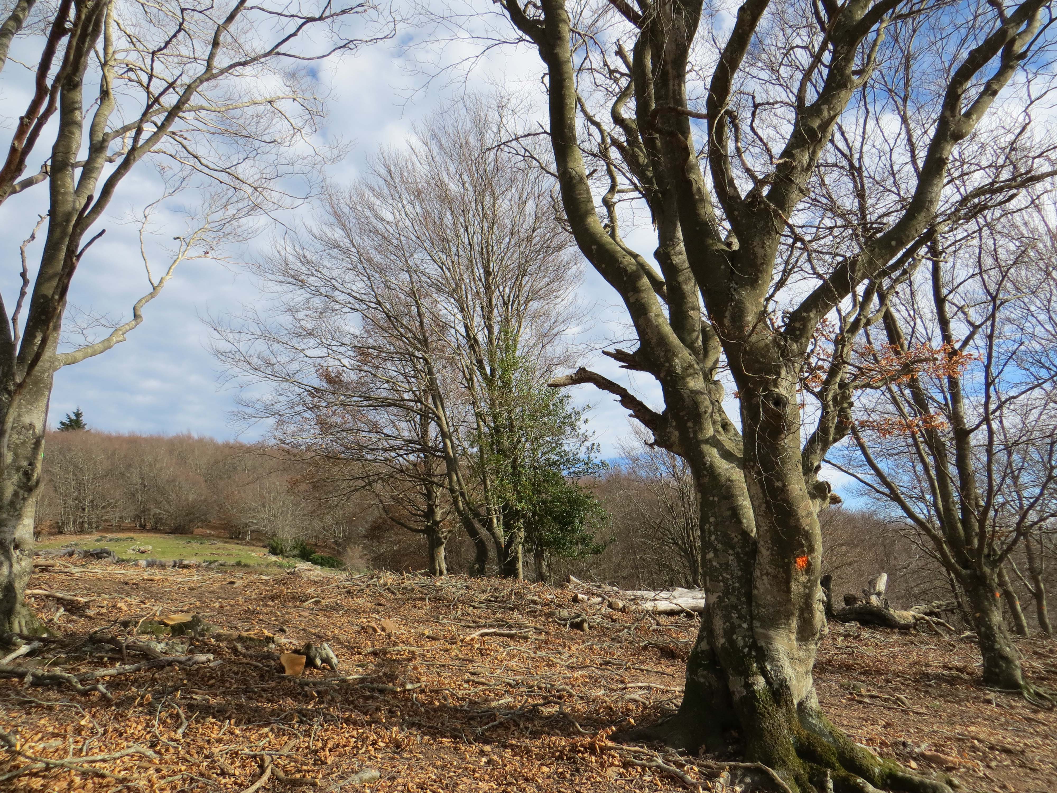 Millora de fageda al voltant de pastures per a la creació d’ecotons d’espai obert amb arbrat. Novembre 2015