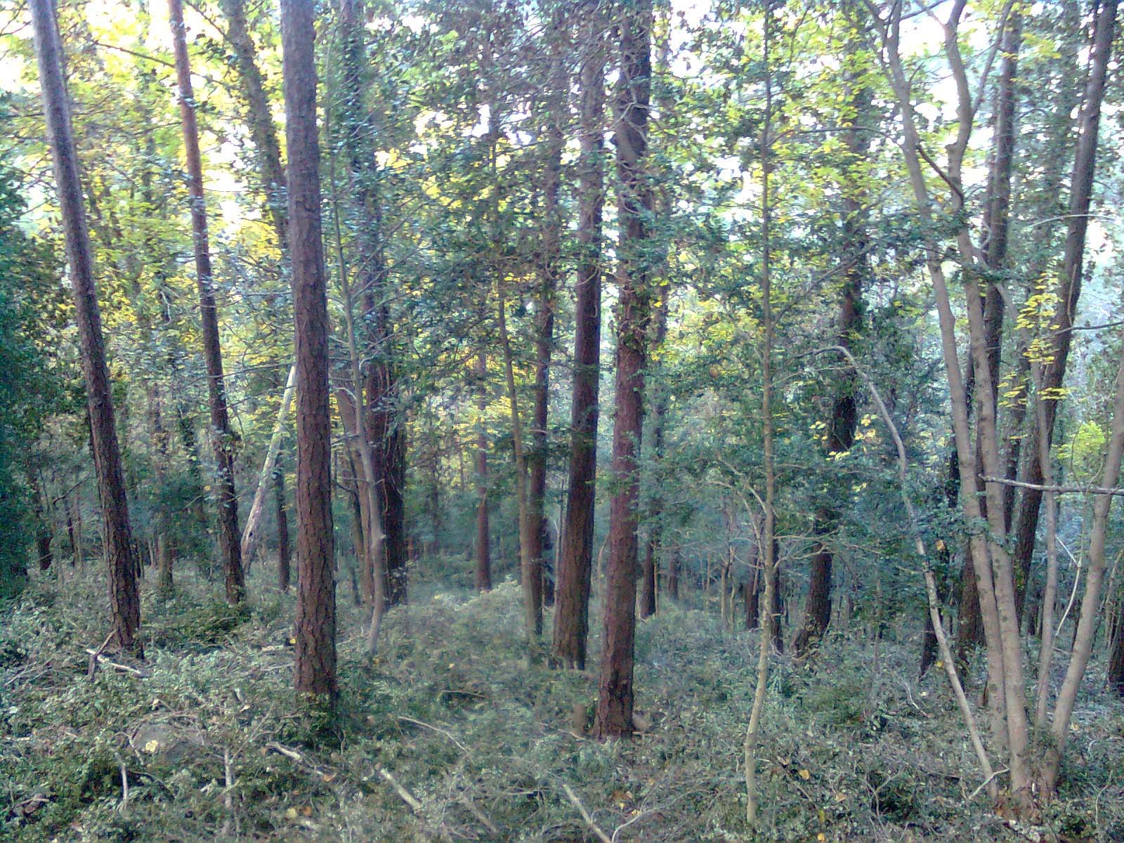 Estat de la pineda de pi roig a millorar on el destí de la fusta serà com a combustible forestal. Febrer 2015