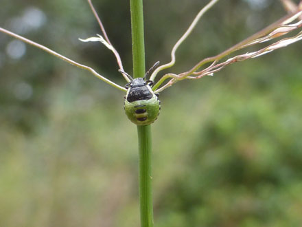 Detall d’insecte que es pot observar dins el parc. Juliol 2014