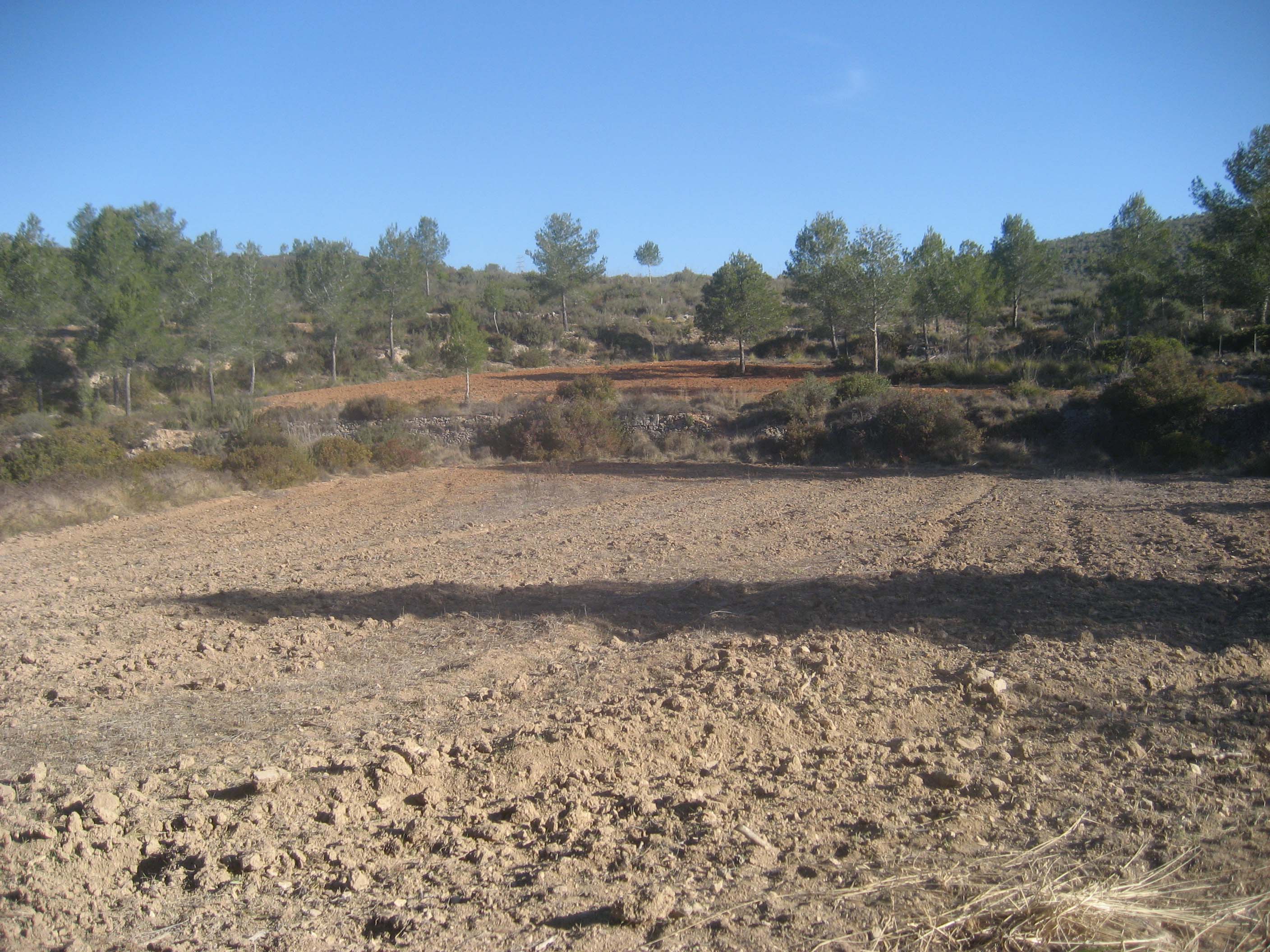 Treballs de millora agrícola amb sembra de gramínies. Desembre 2015