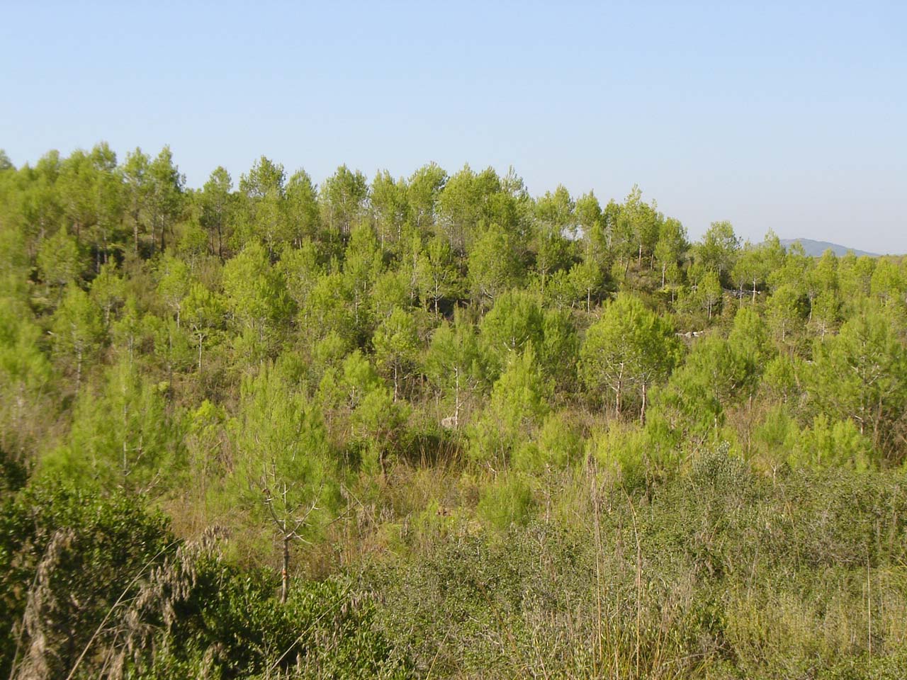 Treballs de millora forestal amb aclarida de pi blanc jove procedent de regeneració natural del bosc després de l’incendi. Desembre 2015