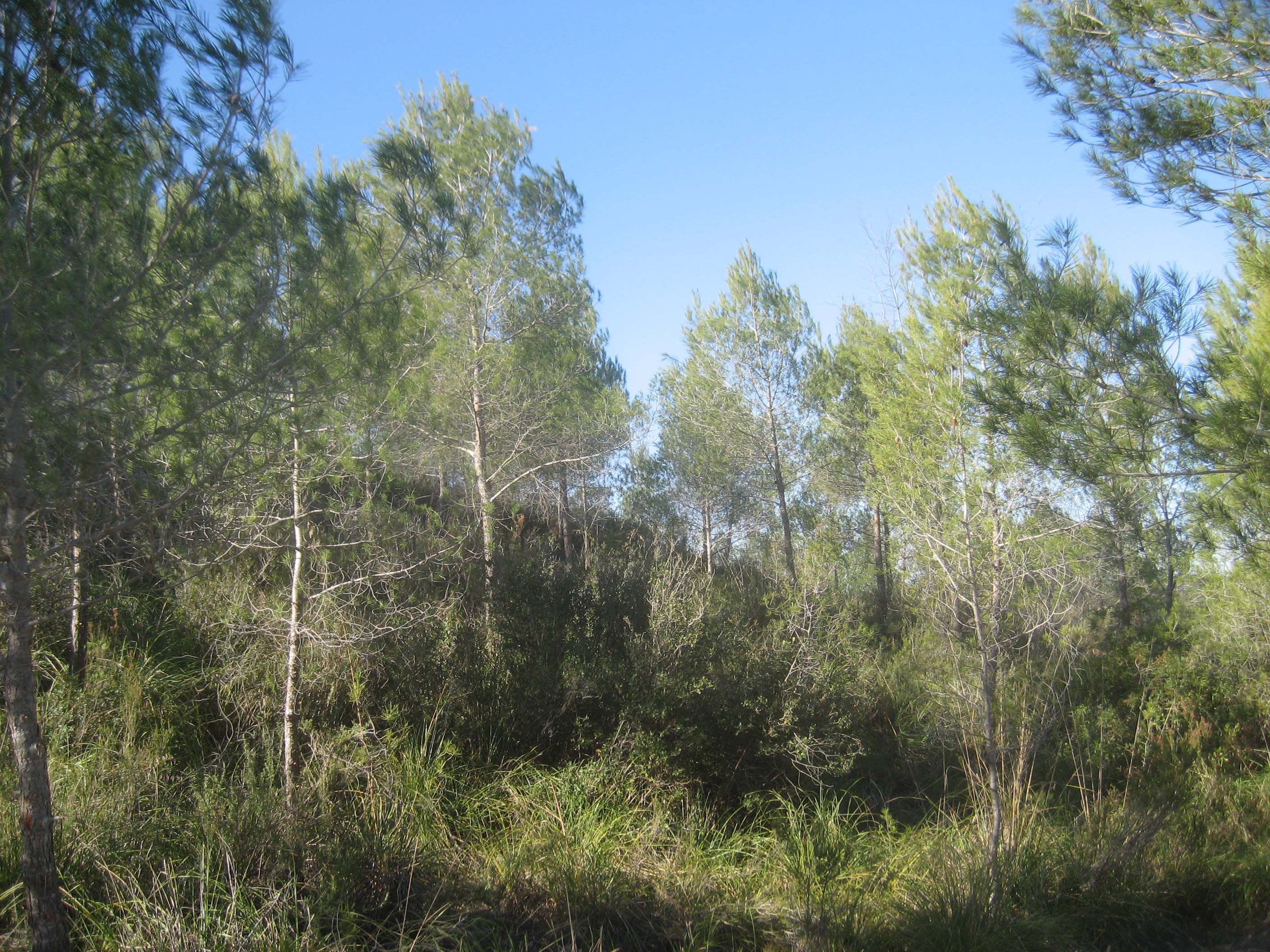 Pineda jove de pi blanc procedent de regeneració natural. Setembre 2015