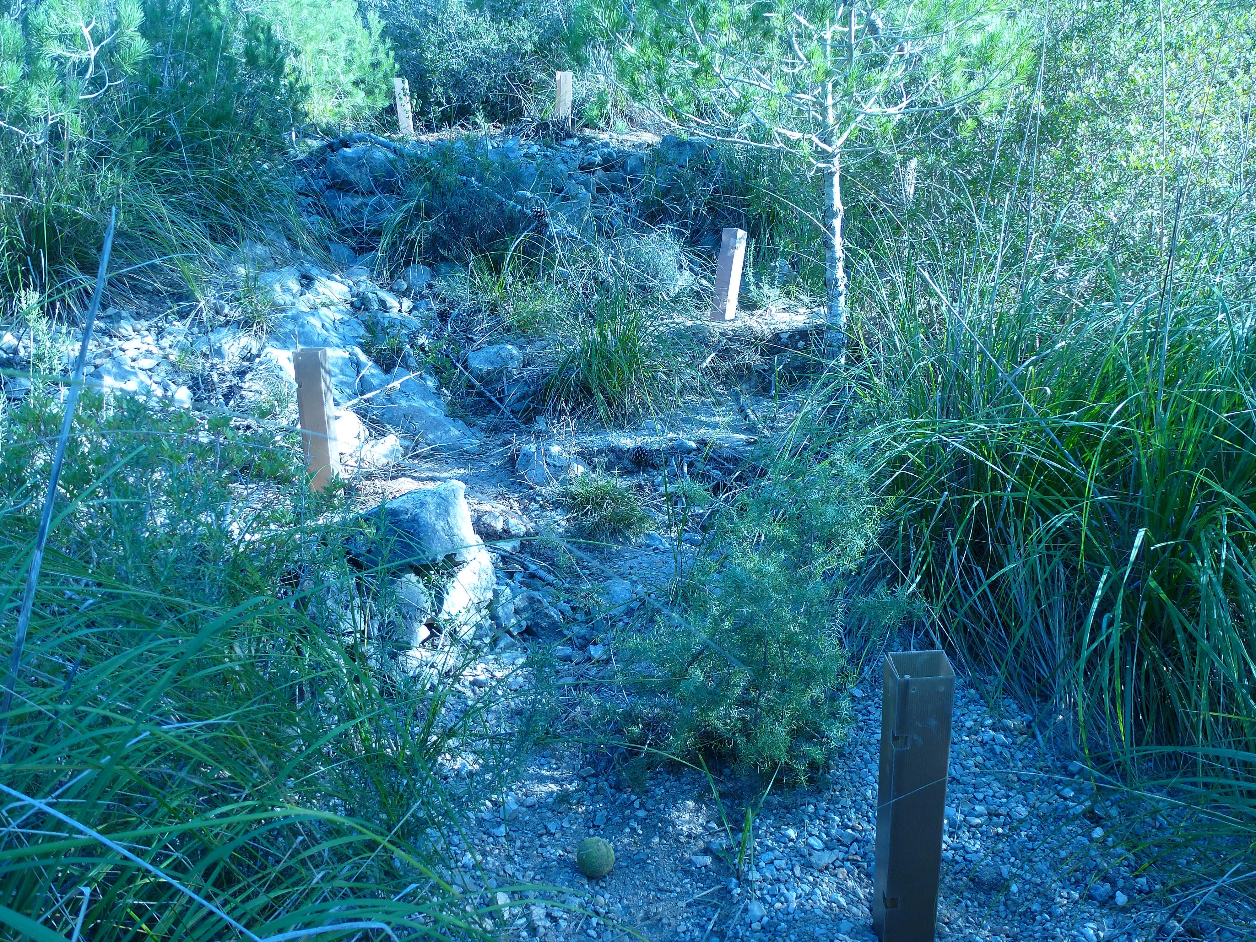 Plantació complementària d’enriquiment enmig de la pineda esclarissada amb matoll. Desembre 2015