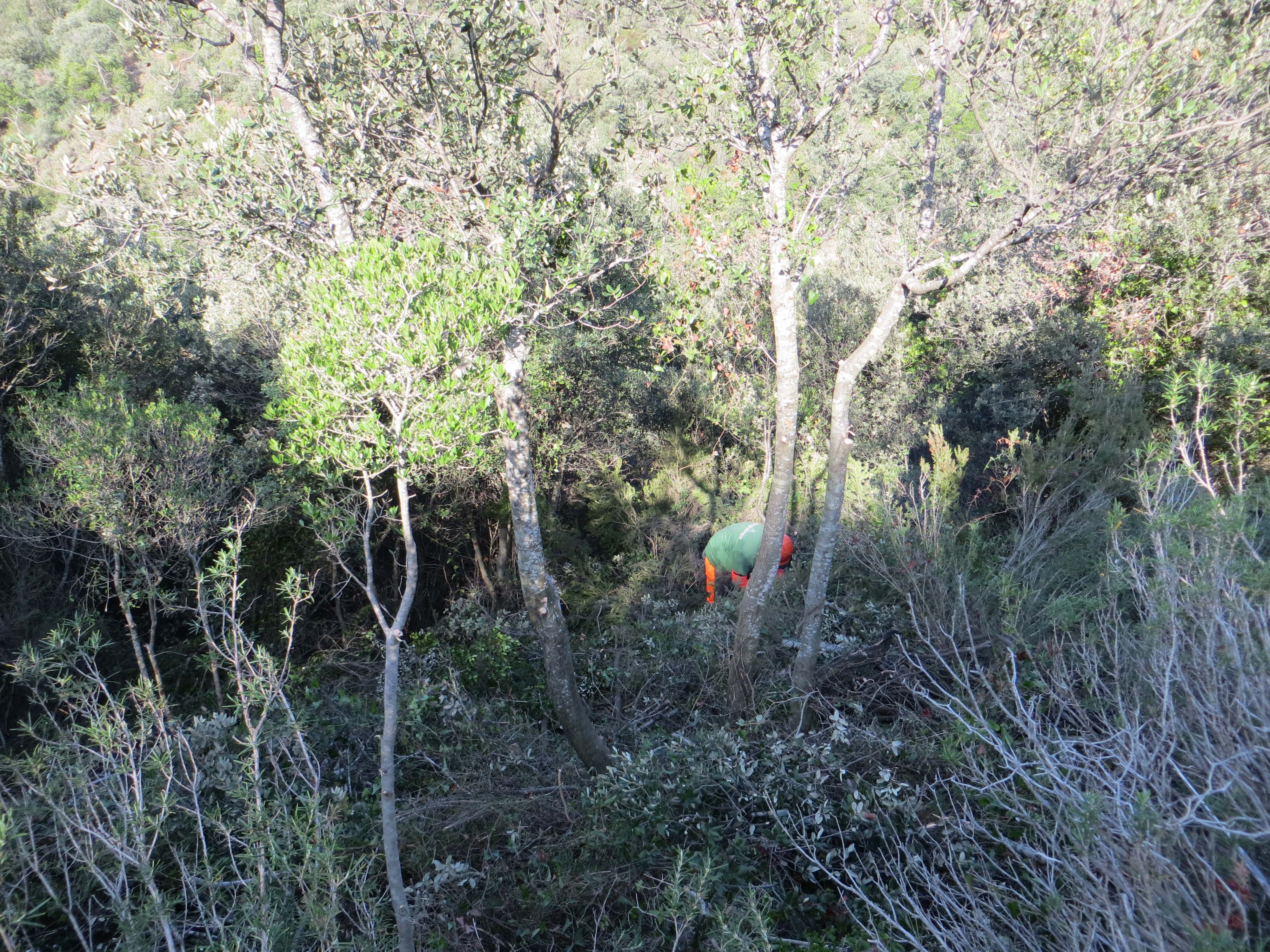 Detall alzina seleccionada deixant tres peus per afavorir el seu desenvolupament com a arbre. Desembre 2015