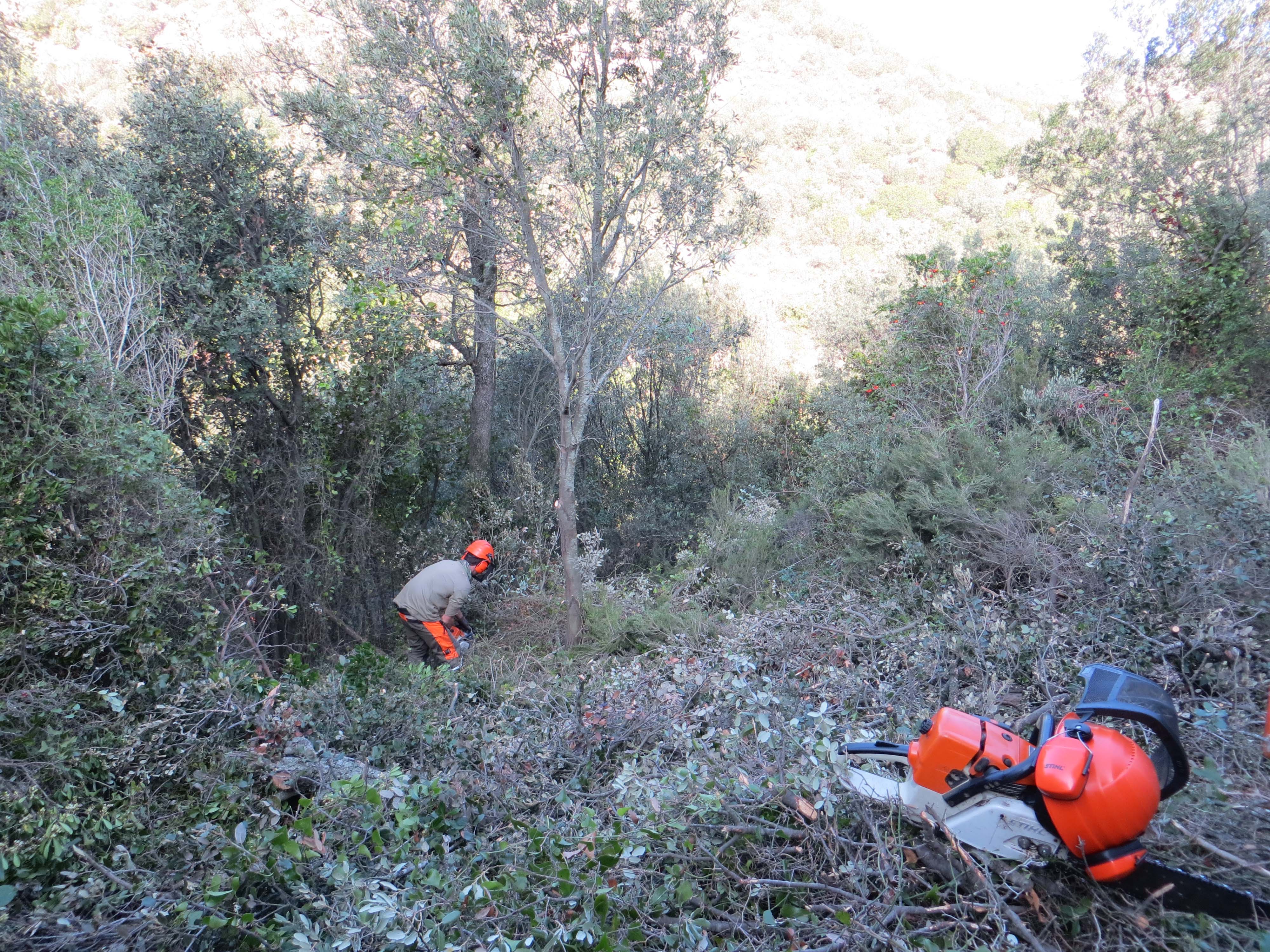 Treballs de millora forestal en alzinar jove, amb selecció de rebrots, poda baixa i eliminació de restes. Desembre 2015