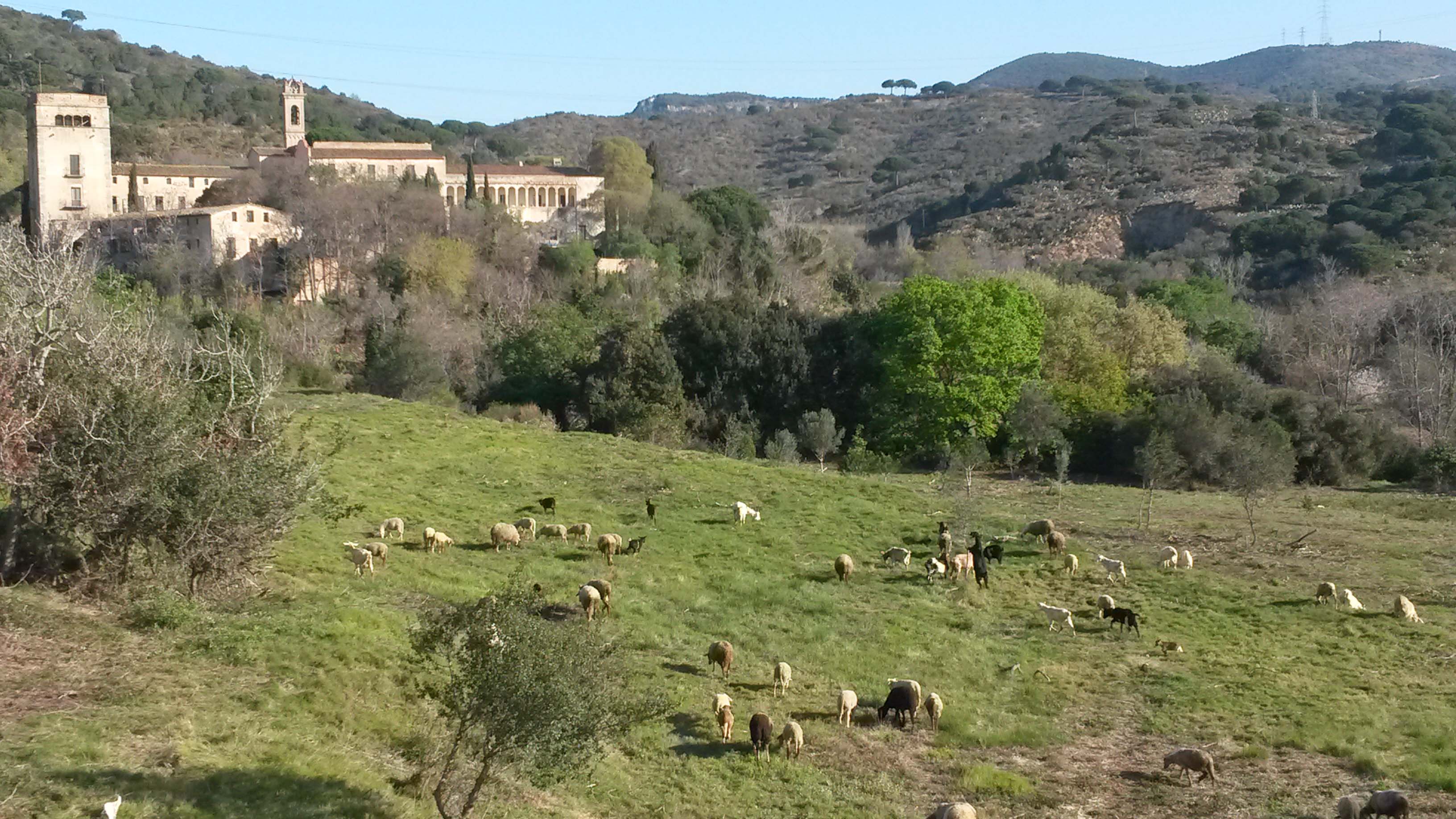 Recuperació d’espais oberts i manteniment amb ramat d’ovelles als voltants de St Jeroni. Abril 2016