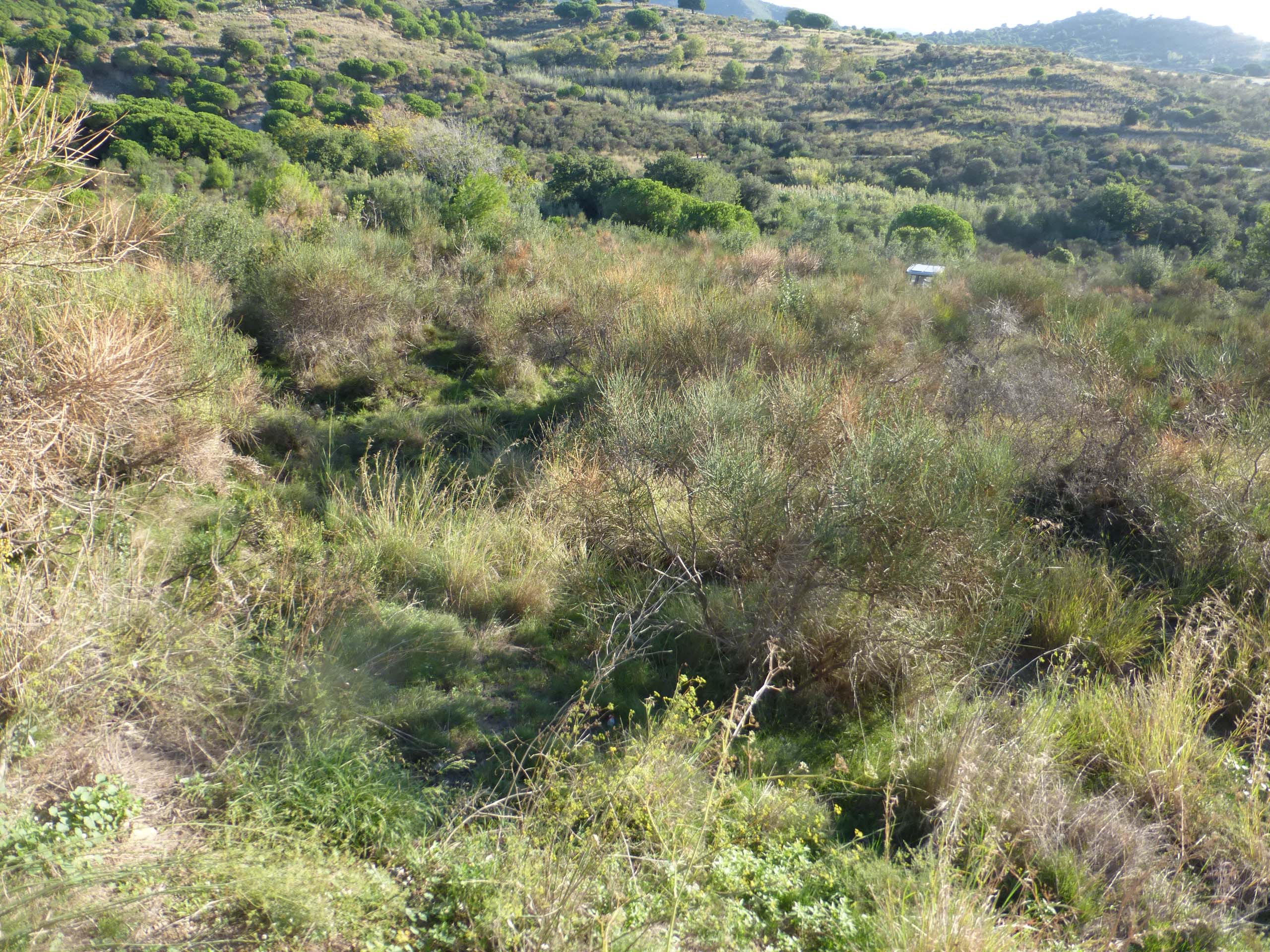 Matollar dominant a la part baixa de la vall. Setembre 2015