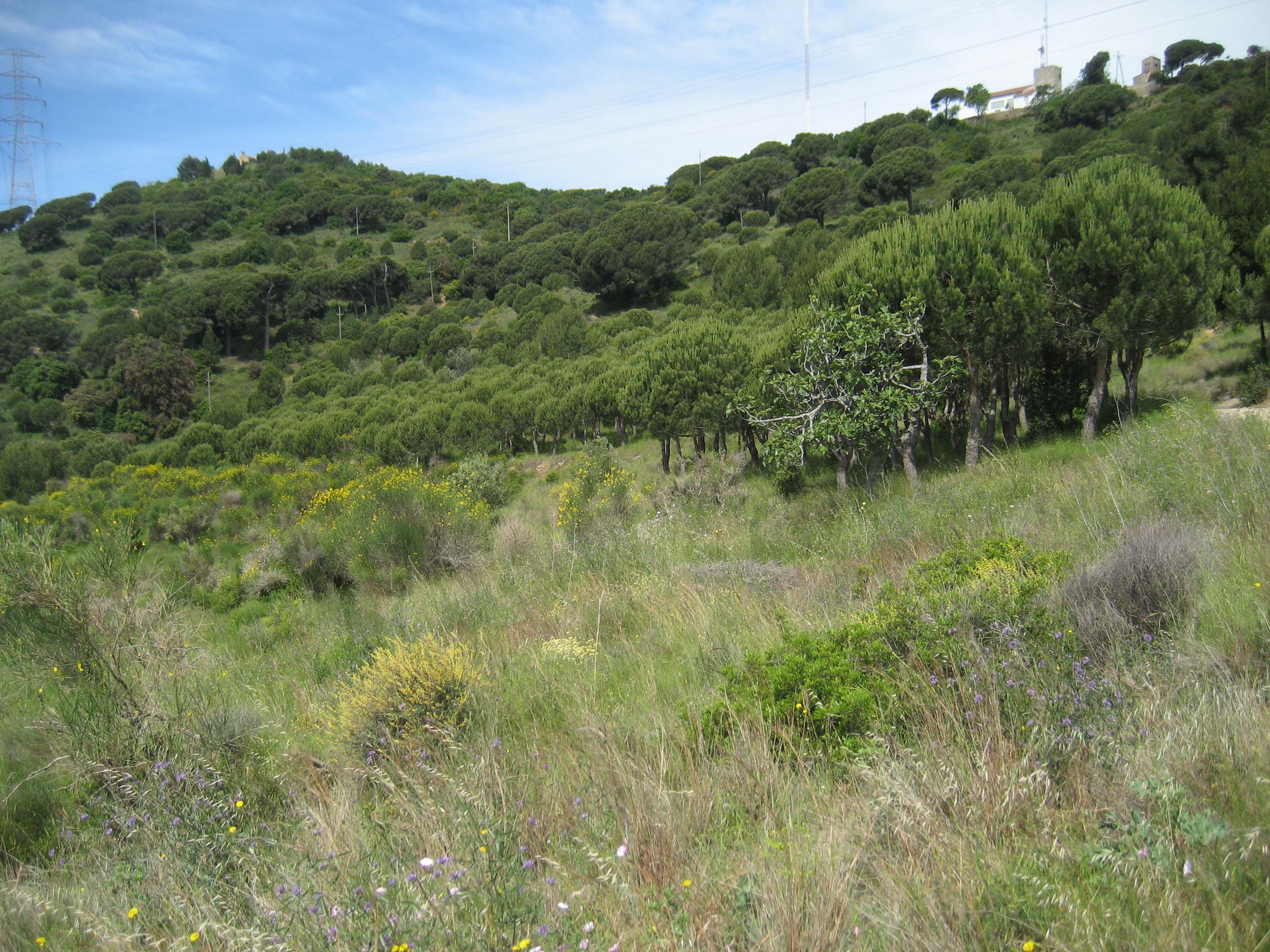 Paisatge dominant de la part alta de la Vall de Sant Jeroni, amb bosc esclarissat. Setembre 2015