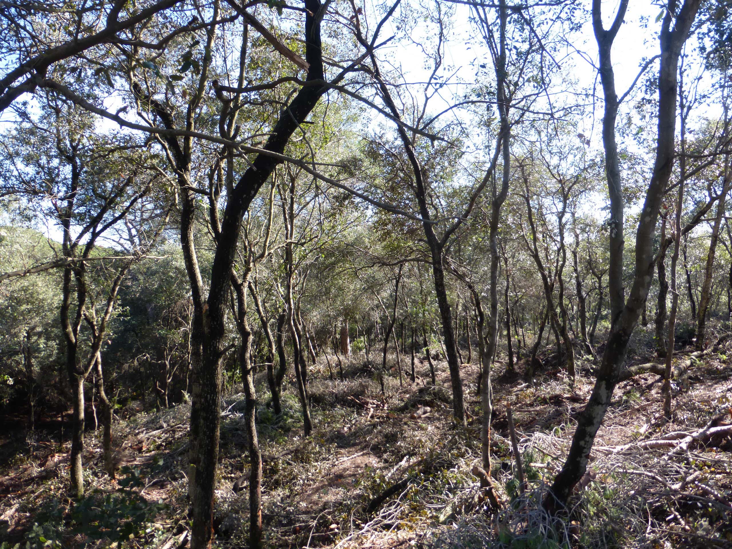 Aspecte general del bosc després de l’aclarida de millora, amb el domini de l’alzina. Desembre 2015