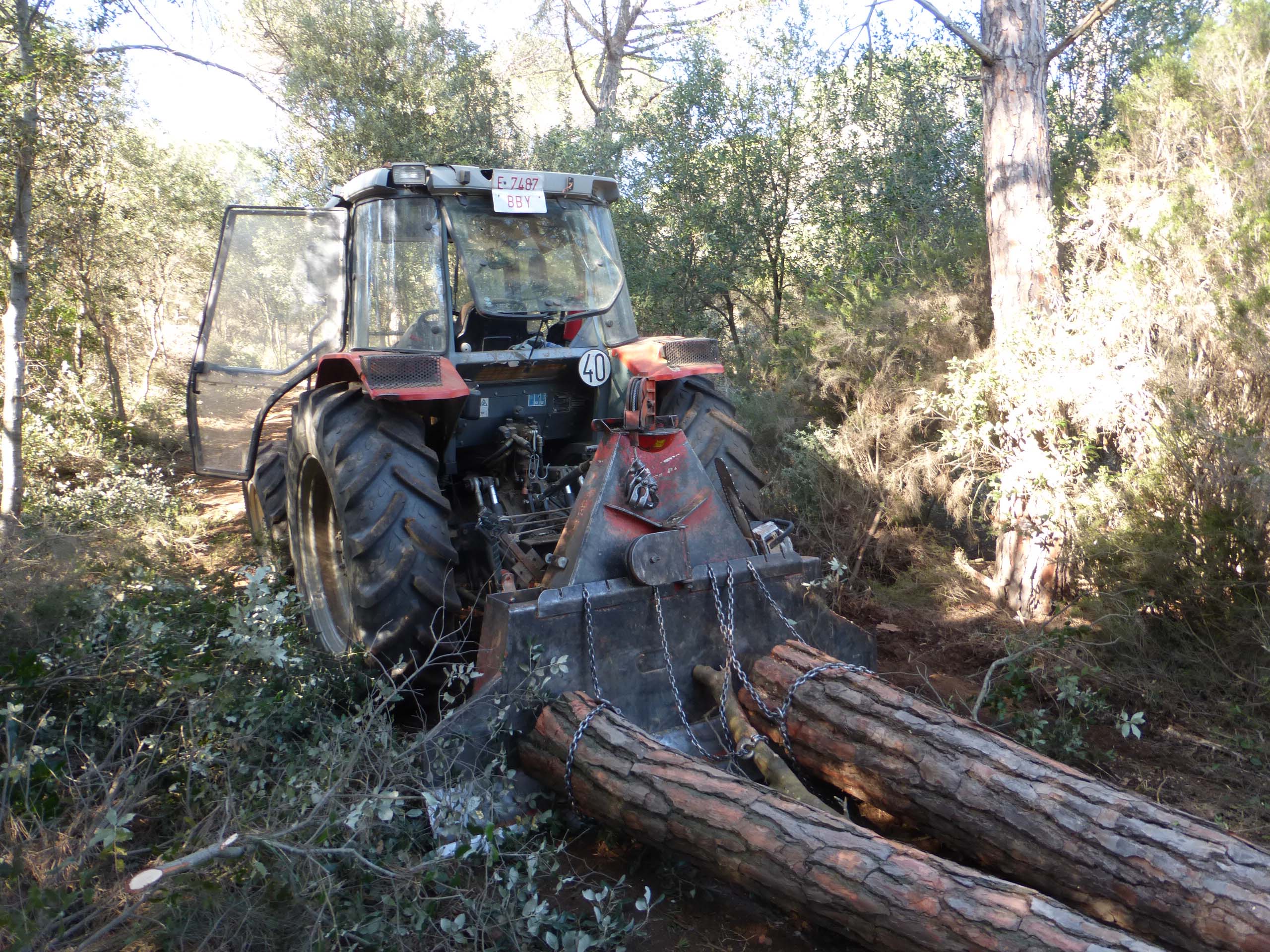 Treballs de tallada i desembosc de fusta de pi pinyer per afavorir la regeneració natural de quercínies. Desembre 2015