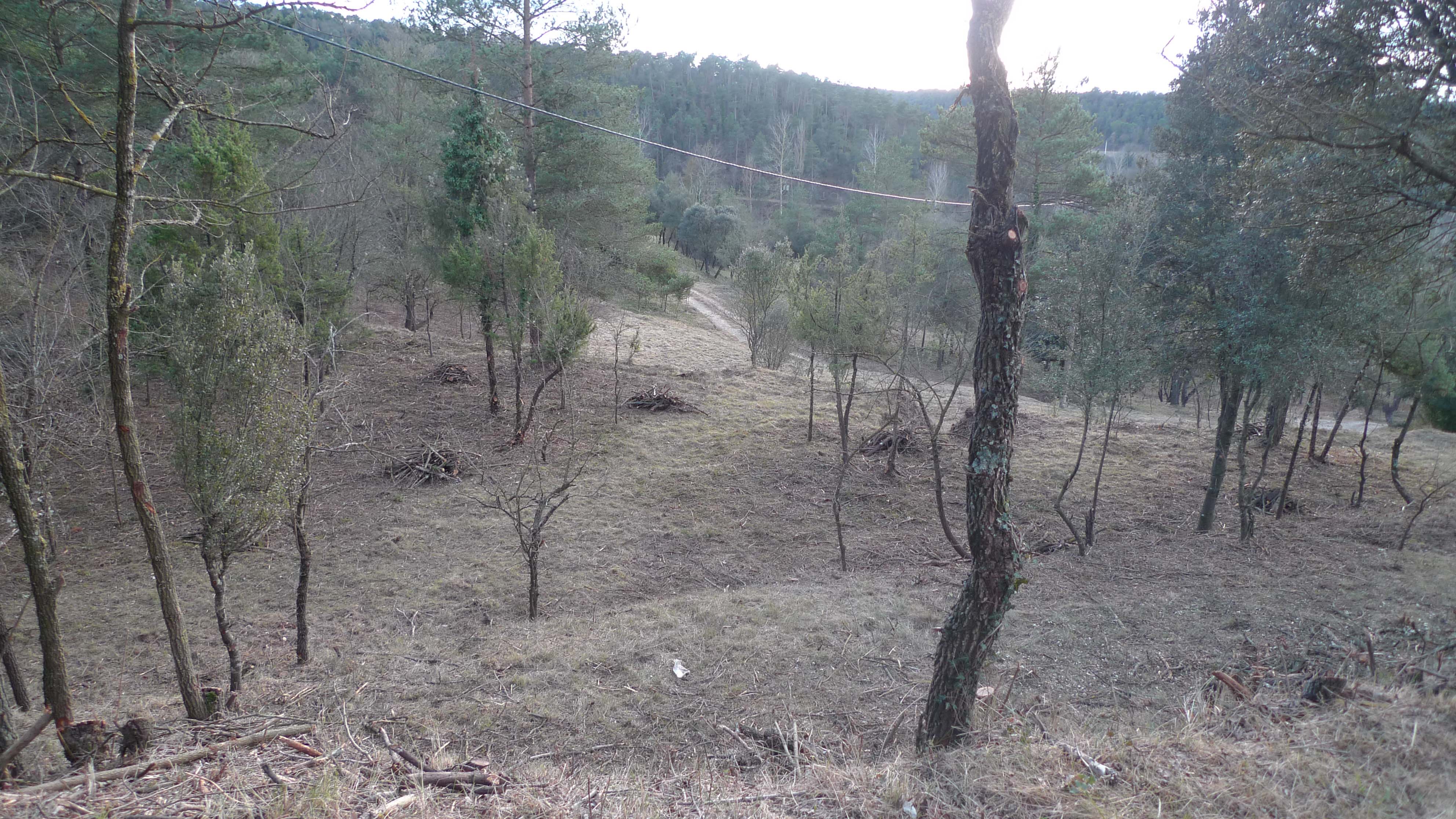 Creació de zones adevesades i creació de vedrunes amb restes vegetals per a conills. Novembre 2015