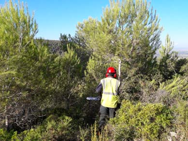 Operari forestal realitzant treballs de poda en els pins (setembre 2017)