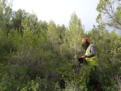 Treballs d’aclarida de millora tallant els pins en excés per deixar una massa equilibrada i sana i potenciar el seu creixement cap a un bosc més madur. (setembre 2017)