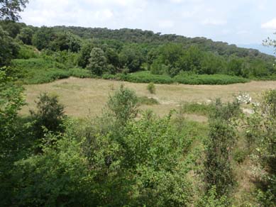 Estat inicial de les pastures amb invasió de matolls i falgueres. Setembre 2016