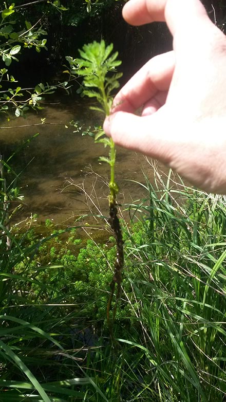 Aspecte de la cua de guilla (Myrioplhyllum aquaticum). Maig 2017