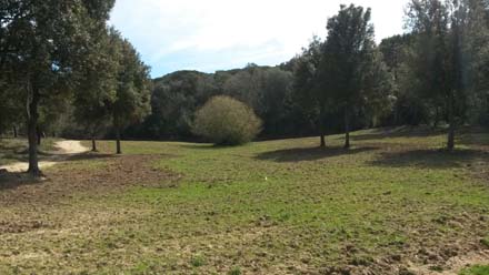 Aspecte de la germinació de les pastures sembrades a les Passadores, al sector del Corredor. Març 2017