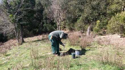 Treballs de plantació complementària d’espècies productores de fruit al voltant de les pastures. Març 2017