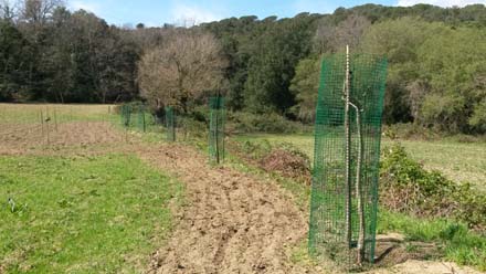 Plantació d’arbres fruiters en feixes de pastures amb varietats rústiques de pomeres i pruneres. Març 2017