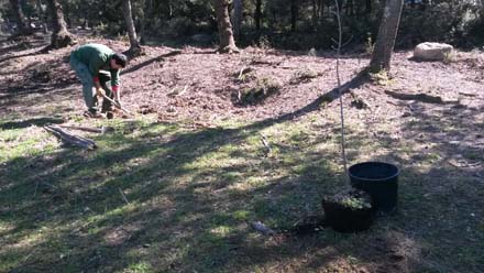 Plantació en vores de bosc de serveres i cirerers. Març 2017