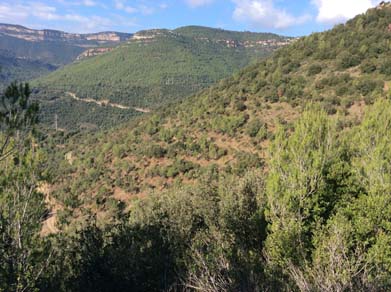 Vista general de la zona de treball en bosc jove procedent de regeneració natural. Desembre 2017