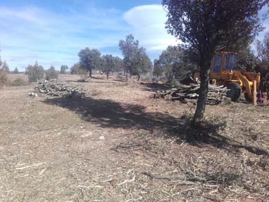 Tallada de vegetació en zona de conreus i pastures i eliminació de restes. Desembre 2017