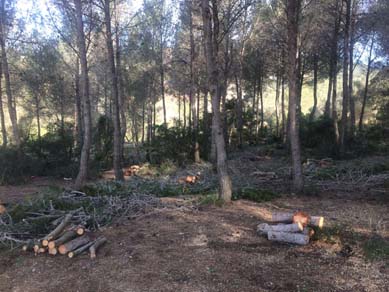 Treballs de millora forestal en plantacions de pi amb aclarides i podes. Maig 2017