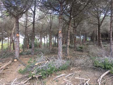 Treballs de millora forestal en plantacions de pi amb aclarides i podes. Maig 2017